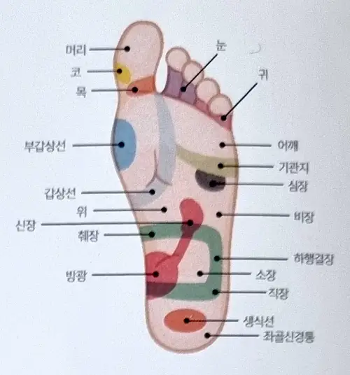 발 부위와 연결된 신체 기관 명칭 설명